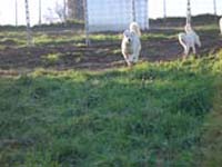 mastino abruzzese